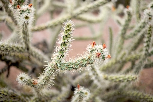 Most Dangerous Cactus in the Desert – Cactus in desert food chains