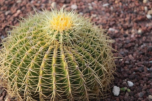 Barrel Cactus picture – Cactus in desert food chains