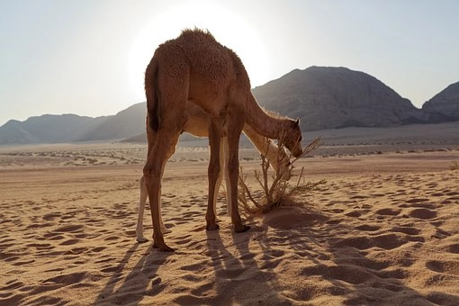 Camel Eating Cactus in the Desert – Cactus in desert food chains