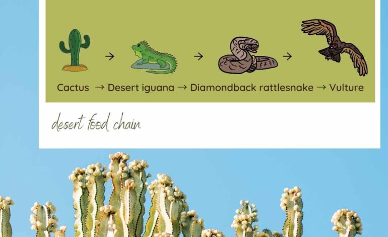  Cactus in desert food chains