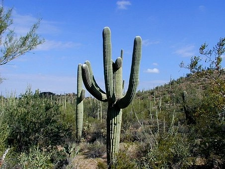 Saguaro cactus image – Cactus in desert food chains