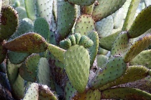 Prickly pear cactus image – Cactus in desert food chains