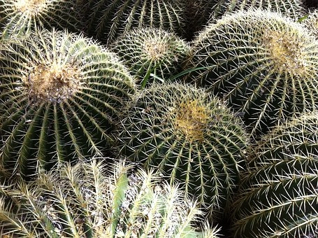Barrel cactus image – Cactus in desert food chains