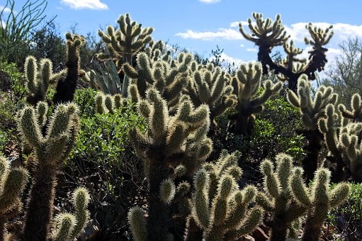 Cholla cactus image – Cactus in desert food chains