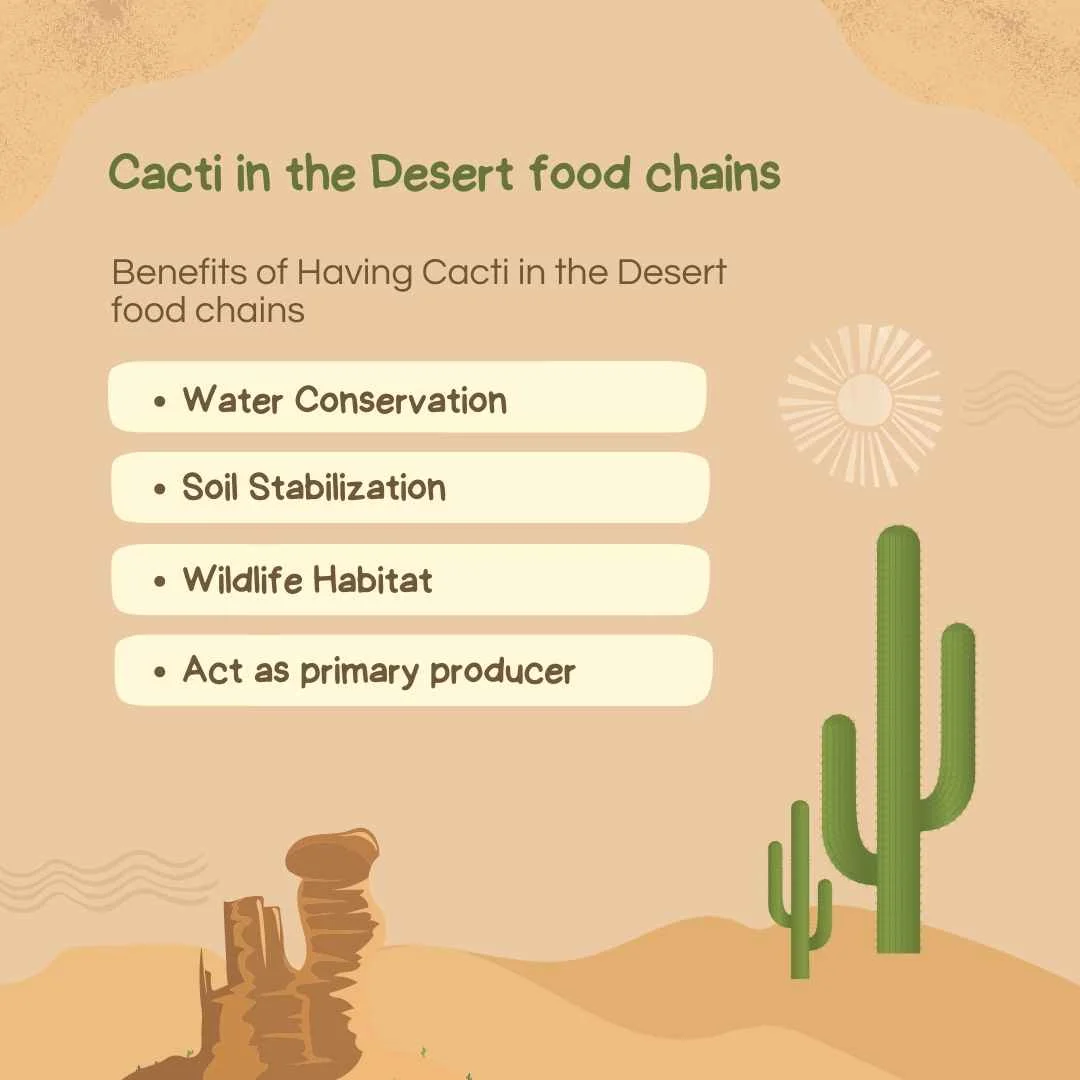 Benefits of Having Cacti in the Desert food chains in a chart – Cactus in desert food chains