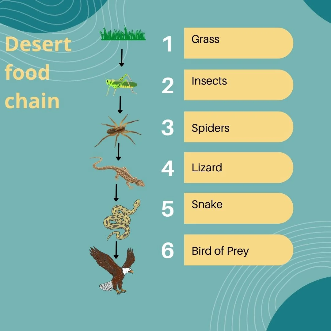 A desert food chain involving a lizard – Lizards in desert food chains