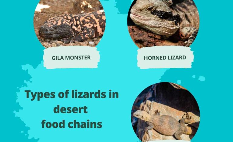 Lizards are an important component of the desert food chain,