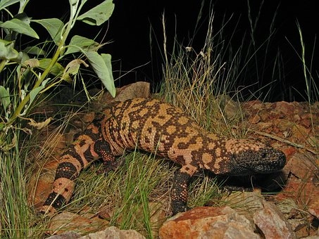 Gila Monster – Lizards in desert food chains