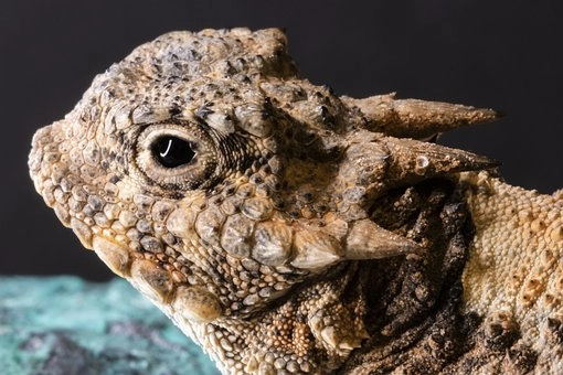 Horned Lizard – Lizards in desert food chains