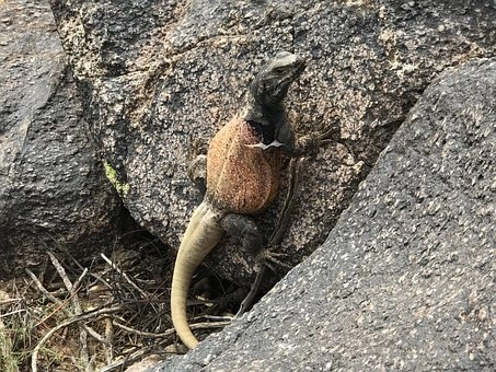 Chuckwalla – Lizards in desert food chains