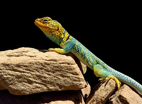 Collared Lizard – Lizards in desert food chains
