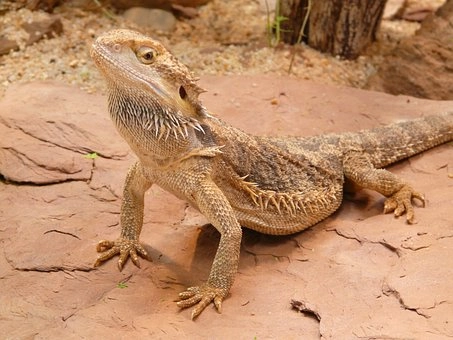 Bearded Dragon – Lizards in desert food chains