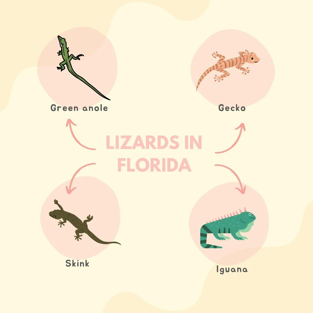 Lizards in Florida – Lizards in desert food chains