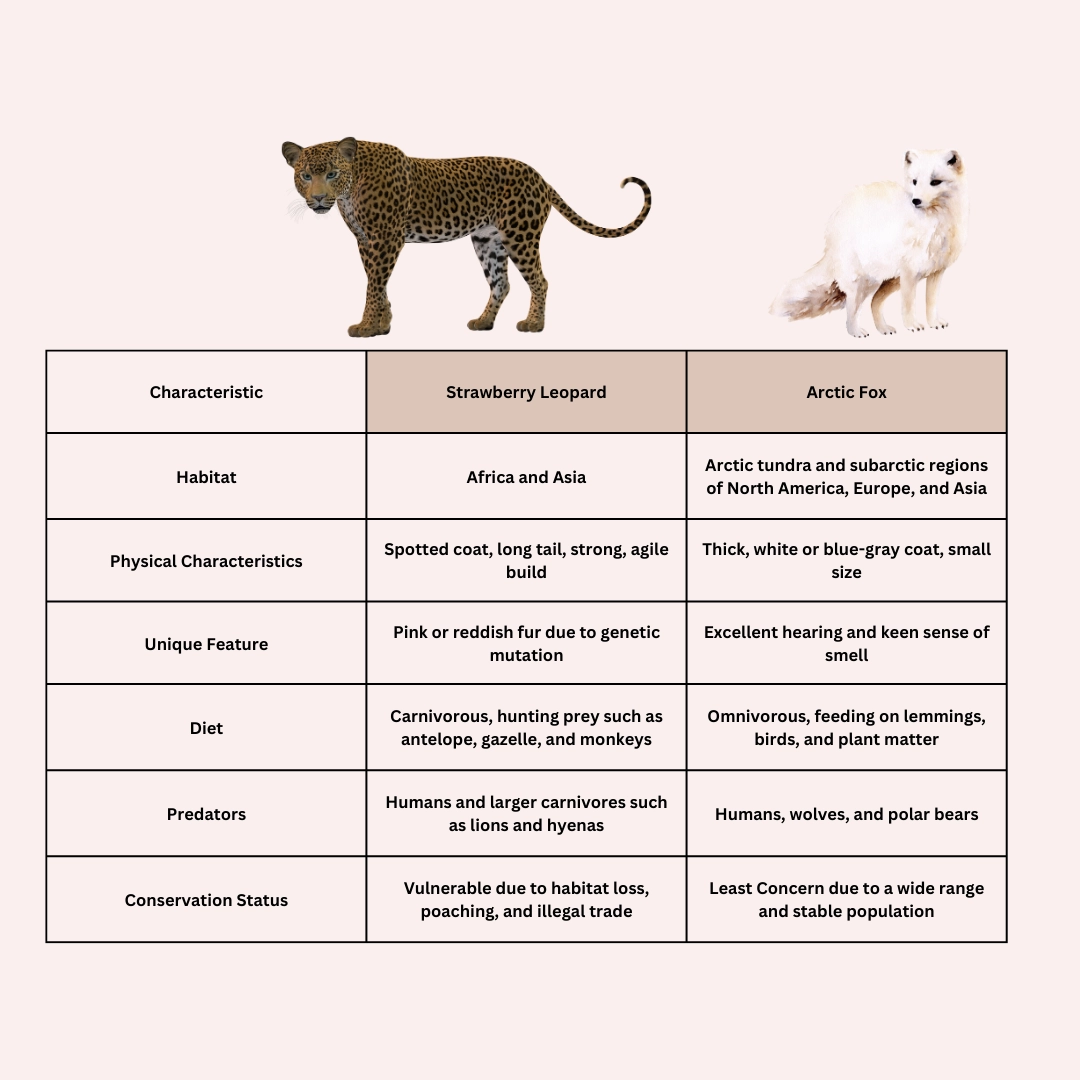 Strawberry leopard vs arctic fox