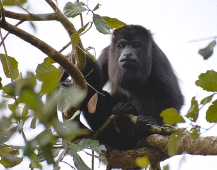 Howler monkeys – Monkeys in rainforest