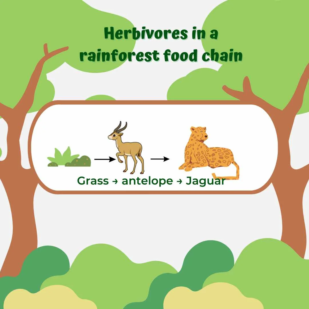 Examples of rainforest food chains with herbivores– Example 1 – Herbivores, carnivores and omnivores animals in rainforest...