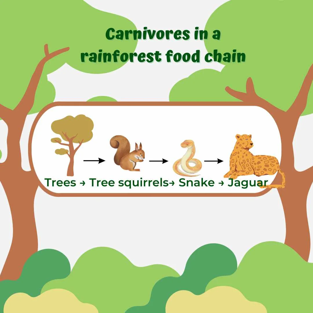 Examples of rainforest food chains with carnivores – Example 1 – Herbivores, carnivores and omnivores animals in rainfores...