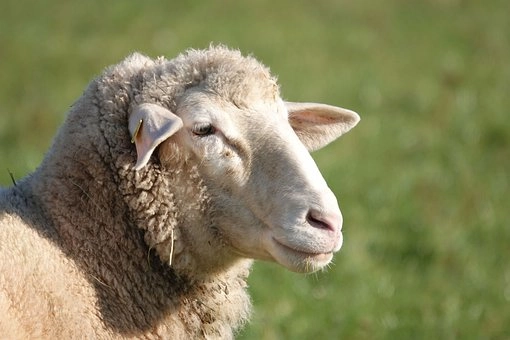 Bovidae (Cows, Sheep, Goats) – Families of mammals