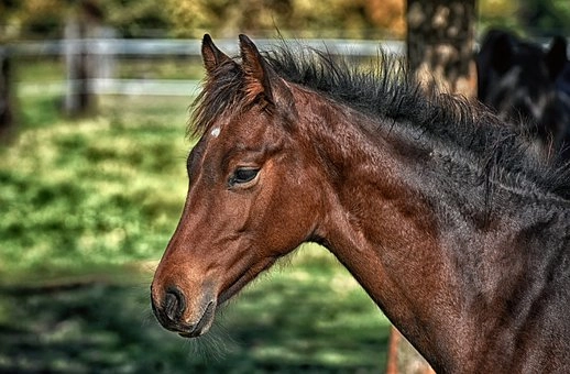 Equidae (Horses) – Families of mammals
