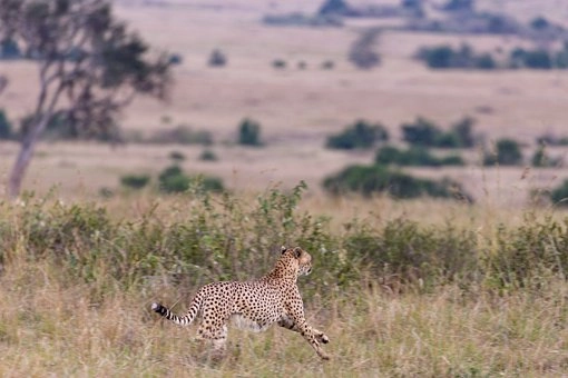 Hunting behavior of Felidae family – Families of mammals