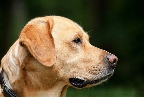 Canidae (Dogs) – Families of mammals