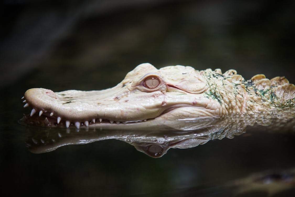 Free Close Up of Alligator Head Stock Photo