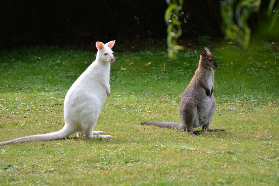 Free Kangaroo Albino photo and picture