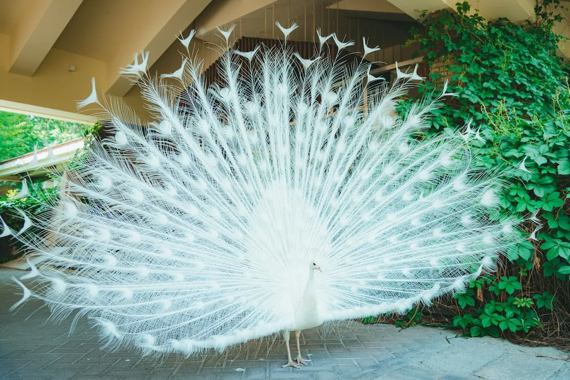 A white peacock displaying its fanned white tail feathers on a paved path