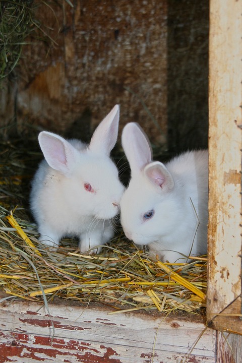 Free Rabbits Young Rabbits photo and picture