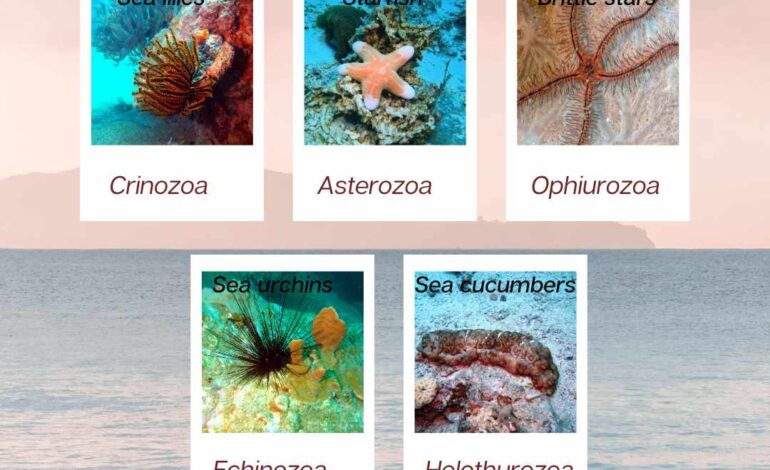  Phylum Echinodermata examples