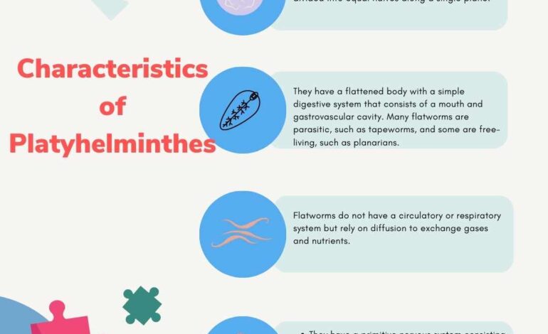  Phylum Platyhelminthes characteristics