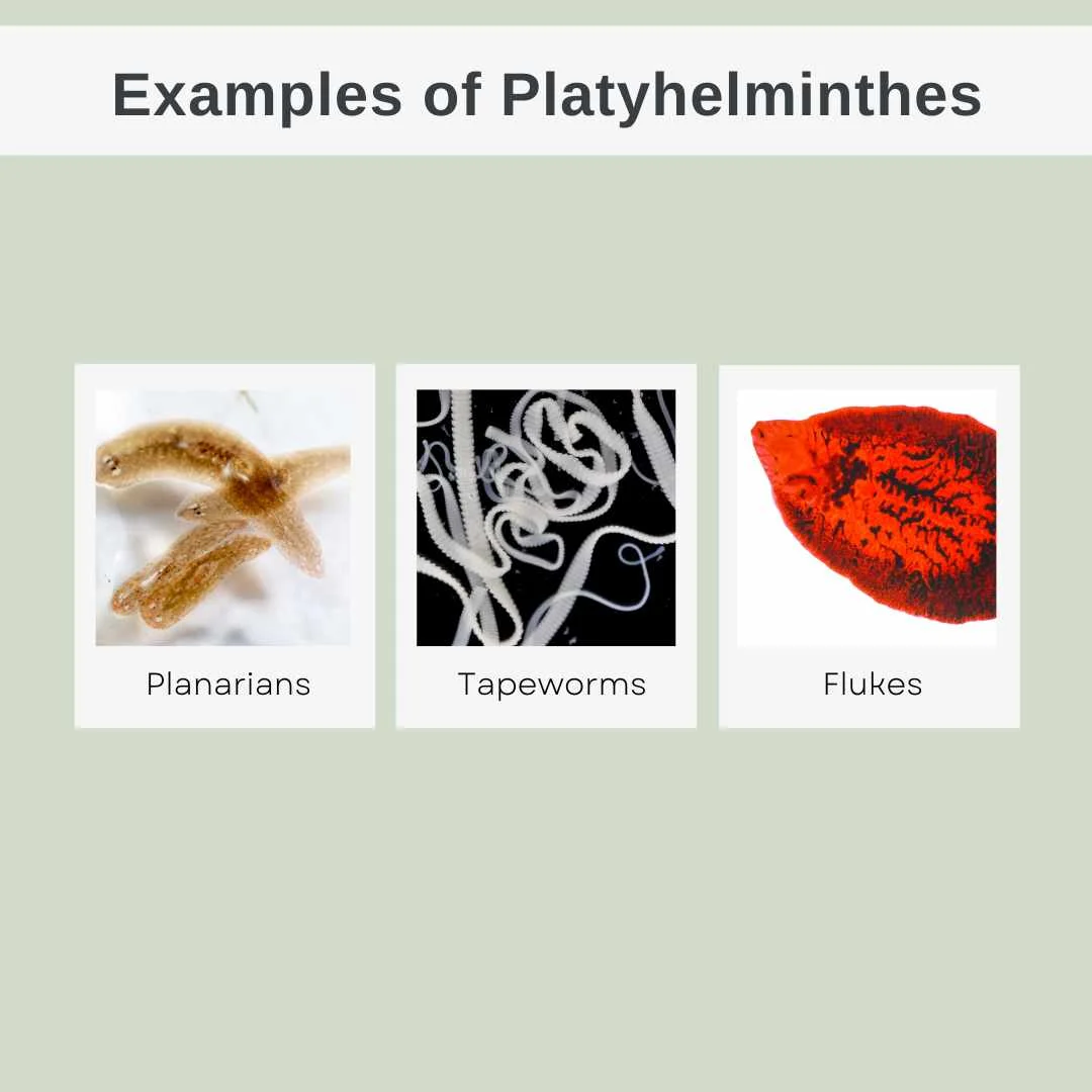 Examples of Platyhelminthes – Phylum Platyhelminthes characteristics