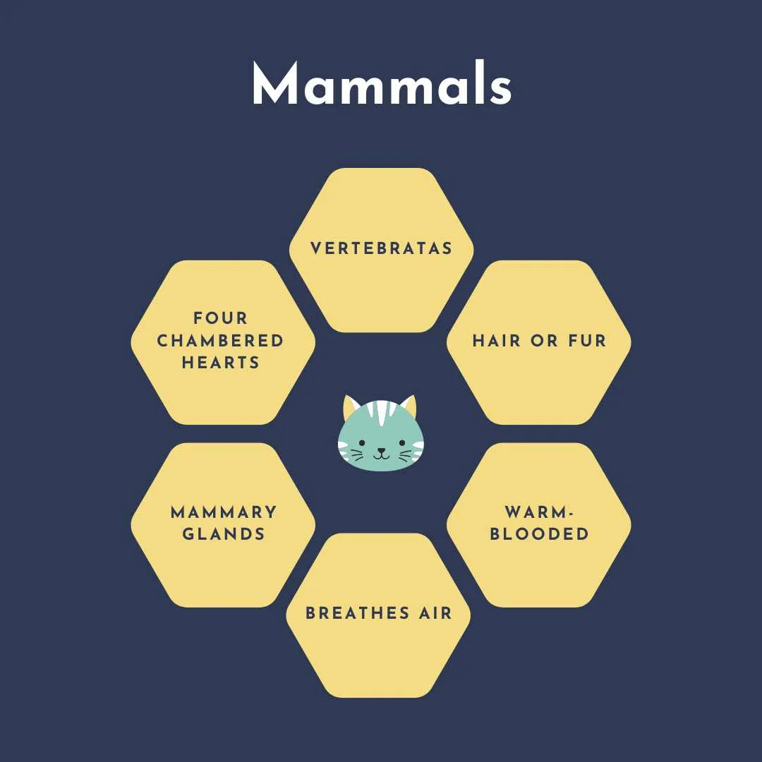 mammals characteristics