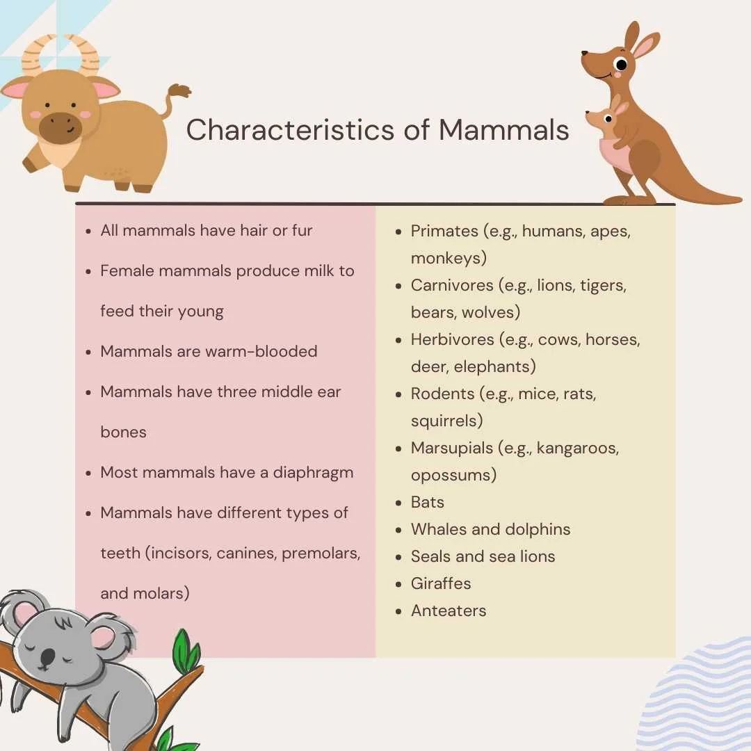 characteristics of mammals - vertebrates