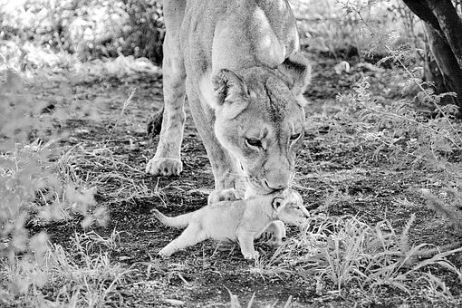 Do Mammals Lay Eggs? – 5 Groups of vertebrates