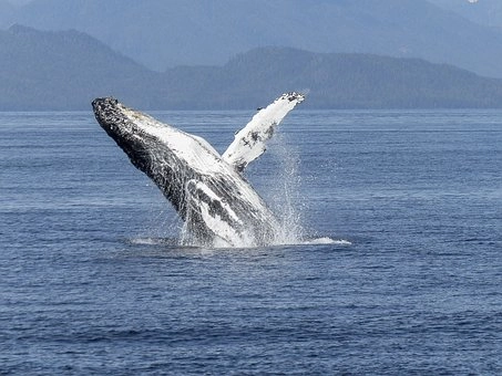Sea Mammals – 5 Groups of vertebrates