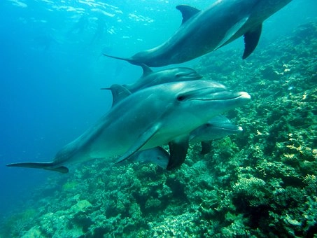 Sea Mammals – 5 Groups of vertebrates