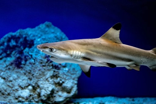 Fish (Pisces) – 5 Groups of vertebrates