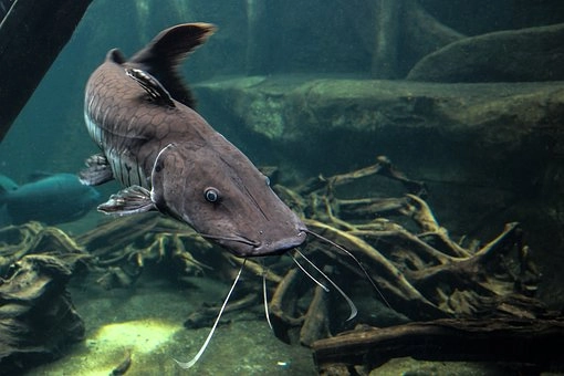 Catfish – 5 Groups of vertebrates