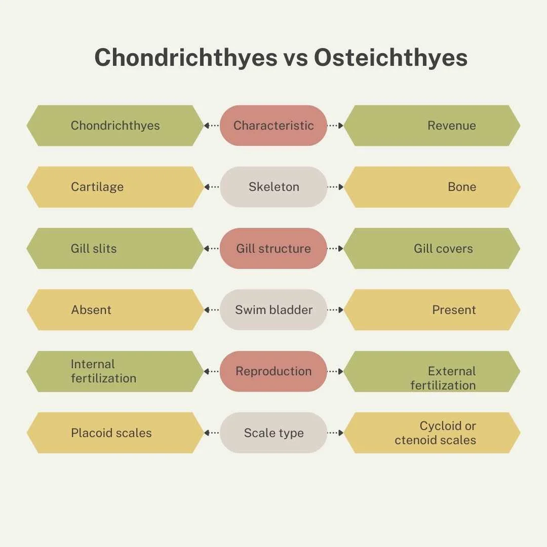 Table comparing Chondrichthyes (cartilaginous fishes) and Osteichthyes (bony fishes) – 5 Groups of vertebrates