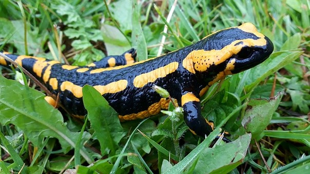 Salamander – 5 Groups of vertebrates