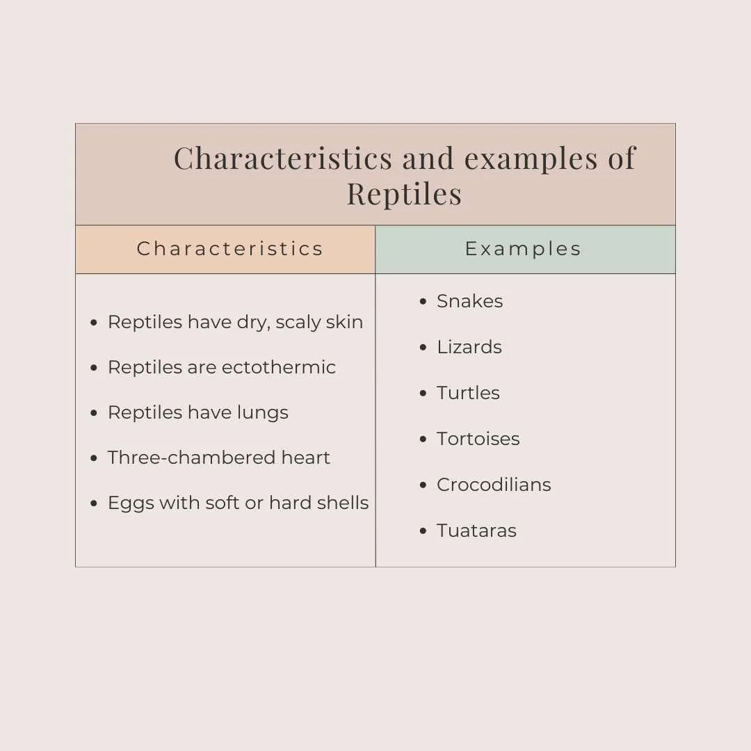 Characteristics and examples of Reptiles – 5 Groups of vertebrates