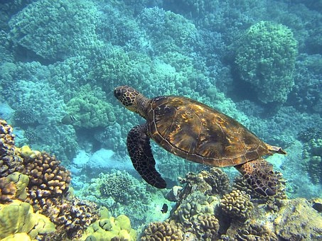 Are Turtles Reptiles? – 5 Groups of vertebrates