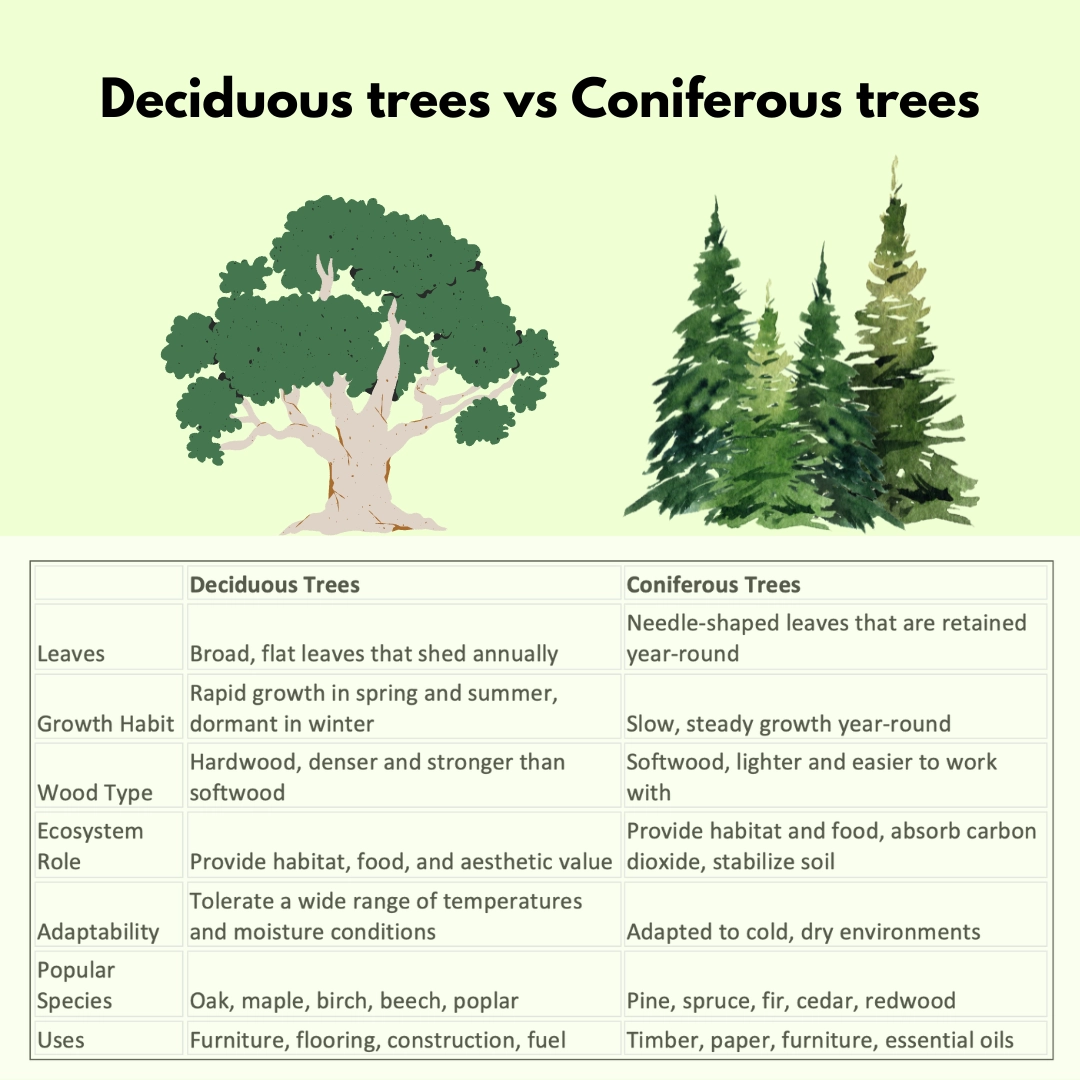 Deciduous Trees: Characteristics, Types, Importance
