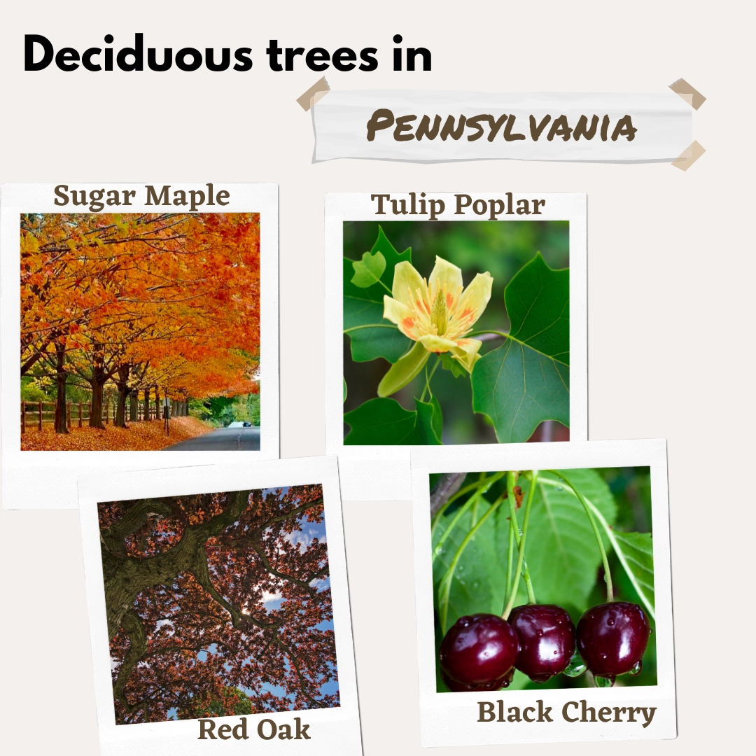 deciduous trees in pennsylvania USA