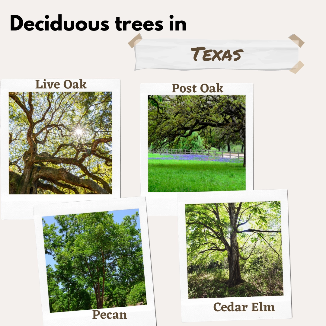 deciduous trees in texas USA
