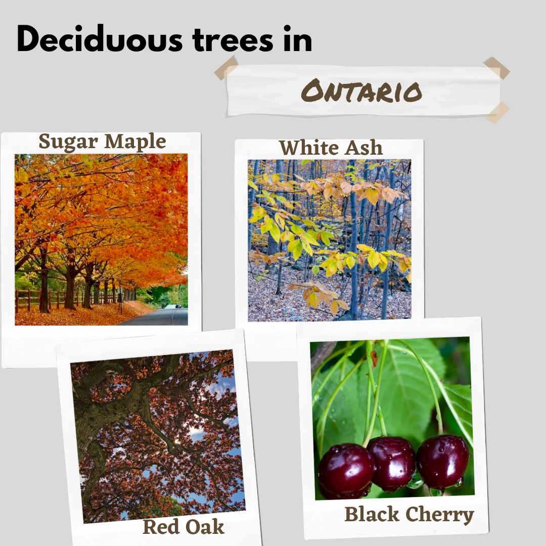 deciduous trees in ontario canada