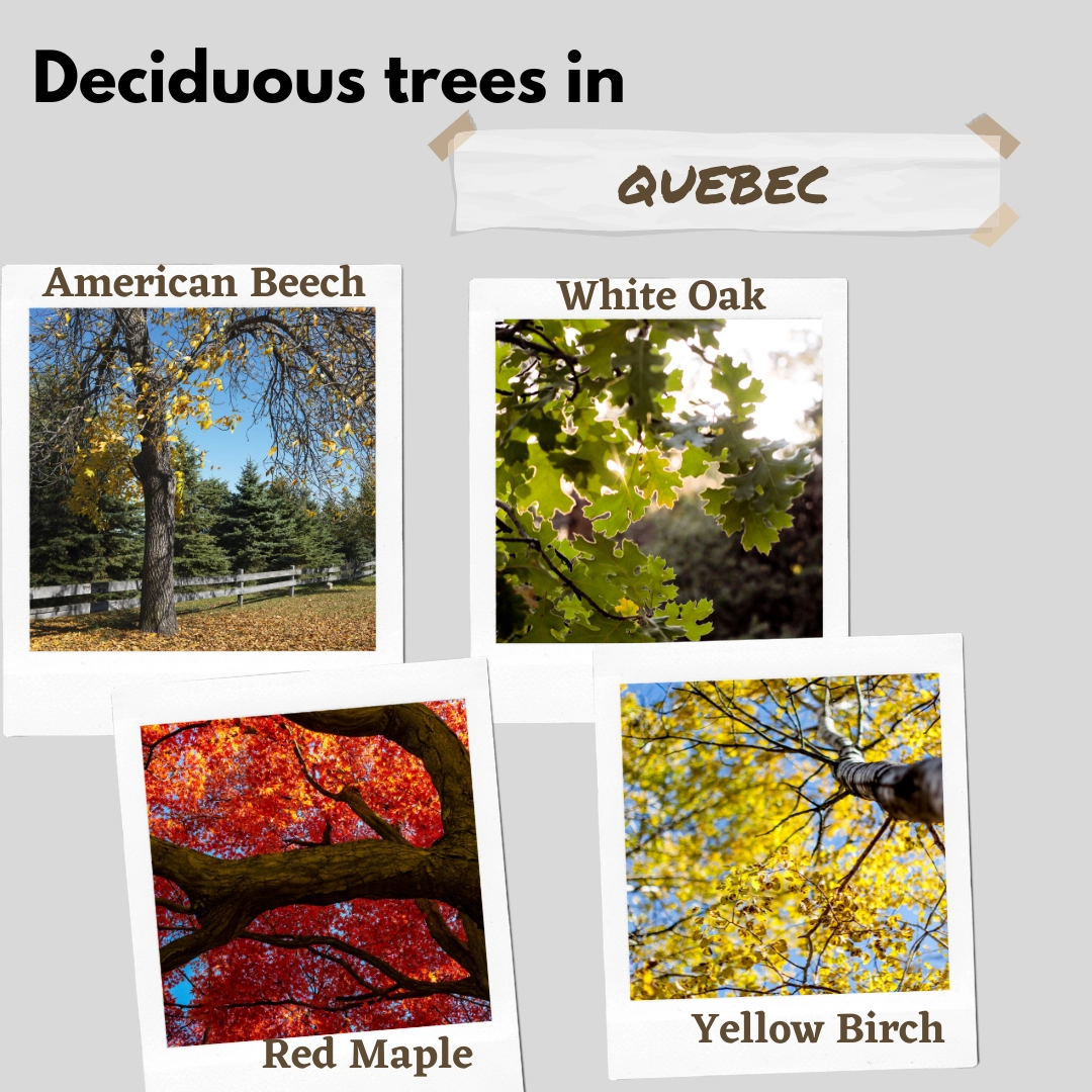 deciduous trees in quebec canada