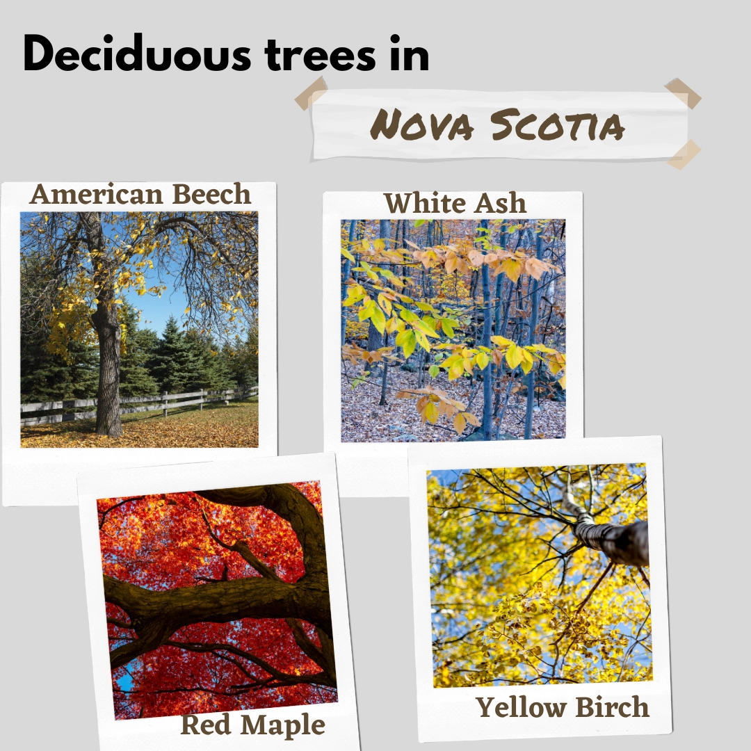 deciduous trees in nova scotia canada