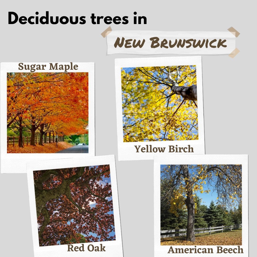 deciduous trees in new brunswick canada